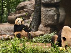 -中国大熊猫保护研究中心雅安碧峰峡基地