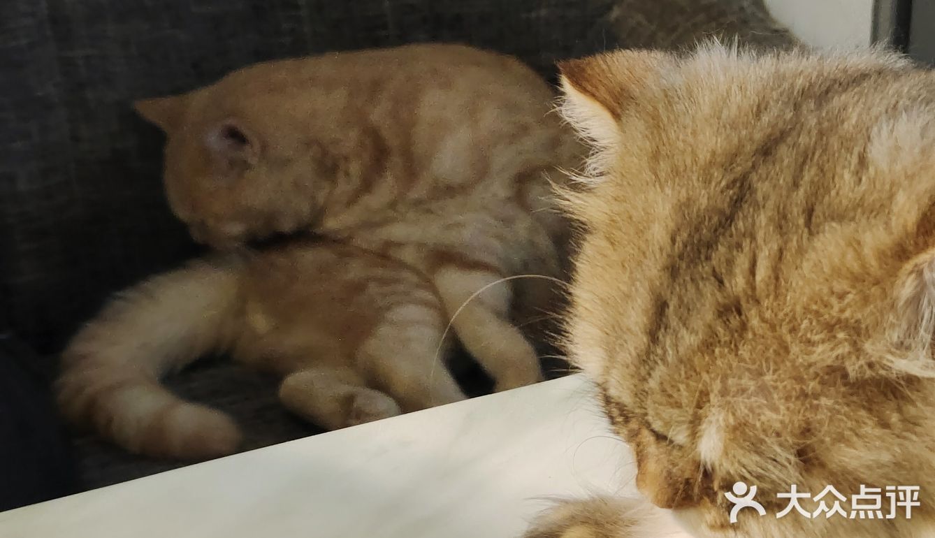 都给我去rua猫猫
