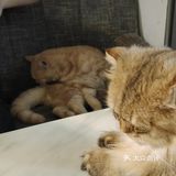 都给我去rua猫猫