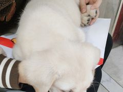 -瑞鹏瑞爱宠物医院·全科·猫科·血液透析中心(龙头寺店)