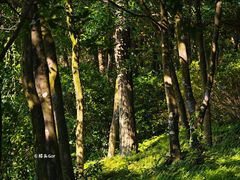 -广州白江湖森林公园