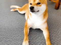 -柴源莊·柴小宠柴犬咖啡
