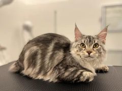 -comecome来吧宠物(奥克斯中心店)