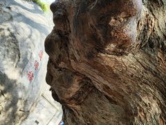 -青岛崂山太清宫