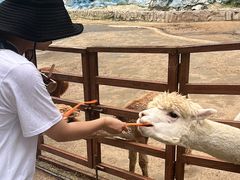 -栾川竹海野生动物园