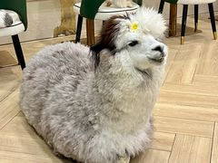 -安格丽娜·狗咖·猫咖羊驼咖(春熙路百盛商场店)