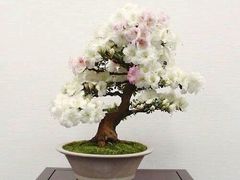 -华荣哲绿豆饼(泰安店)
