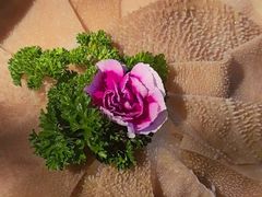 -打酱友•斑鱼海鲜粥火锅(吴桥店)