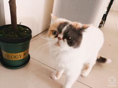 -平行世界·猫咖(首经贸店)