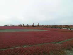 -红海滩国家风景廊道