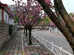 -嘉定紫藤园