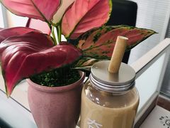 高山乌龙茶冻奶茶-夻茶HUATEA(水晶郦城店)