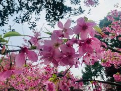 -南山植物园