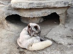 -沈阳森林动物园