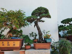 -凤凰寺
