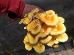 -大自然农场蔬菜草莓采摘园