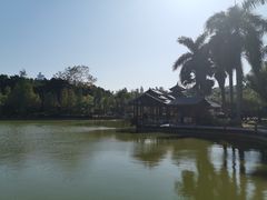 -金花茶公园