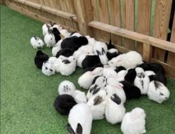 -萌宠亲子动物乐园(槐房万达店)