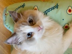 -滚猫咖啡·猫咖·猫友好撸猫(未来城店)