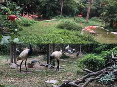 -深圳野生动物园