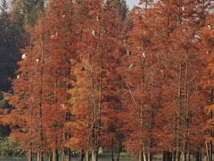 -白鹭湾湿地公园