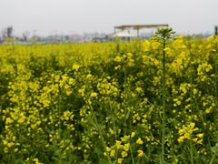 -中国天府农业博览园