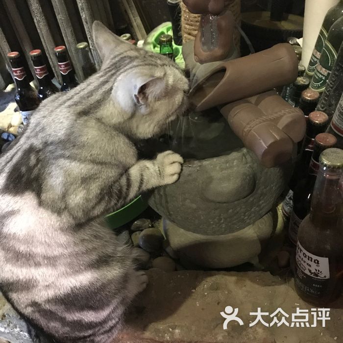 鼓捣猫呢咖啡馆儿·猫主题咖啡大堂图片-北京咖啡厅-大众点评网