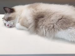 -飞行喵MR PILOT|猫舍·猫咖(静安大融城店)