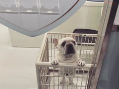 -欧奕国际动物医院