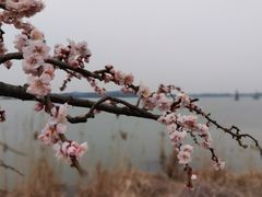 -香雪海