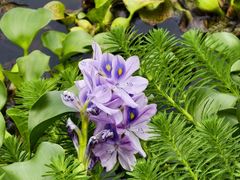 -白鹭湾湿地公园