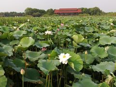 -荷塘月色湿地公园·向阳花洲