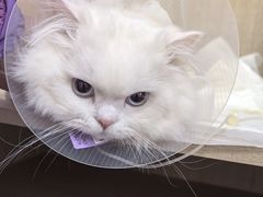 -北京观赏动物医院·24小时大型综合·猫专科·异宠专科