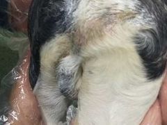 -康乐宝动物医院