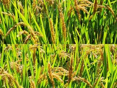 -稻梦空间冰雪小镇