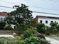 -老袁家蜜桃农场·阳山水蜜桃