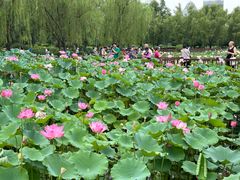 -莲花池公园