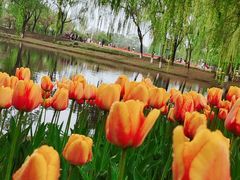 -石家庄市植物园