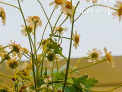 -Line 咖啡(石厦花园店)