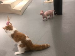 -飞行喵MR PILOT|猫舍·猫咖(静安大融城店)