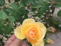 -都江堰玫瑰花溪谷