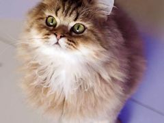 -柚子猫舍·精品猫舍购猫·猫咪认养·购宠·宠物店