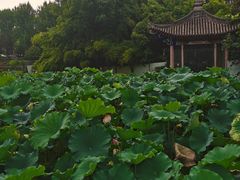 -莲湖公园