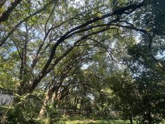 -上海佘山国家森林公园天马山园