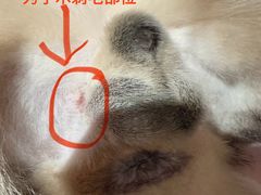 -中农大我爱我爱动物医院·核磁CT·猫病·24小时夜诊中心(石佛营店)