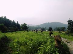 -塔川景区