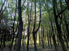 -蜀冈西峰生态公园