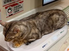 -御宝贝24h宠物医院·转诊中心·CT核磁血透中心(厦门总院)