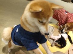 -逗柴咖啡屋·狗咖猫咖宠物桌游