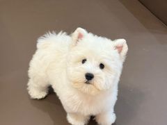 -翊宠yipet猫狗购宠庄园犬舍•猫舍